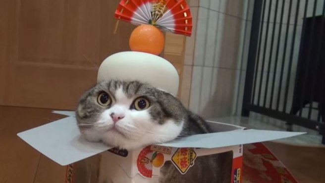 animalistnews-0910-maru-the-cat-transforms-the-art-of-boxes-large-thumb